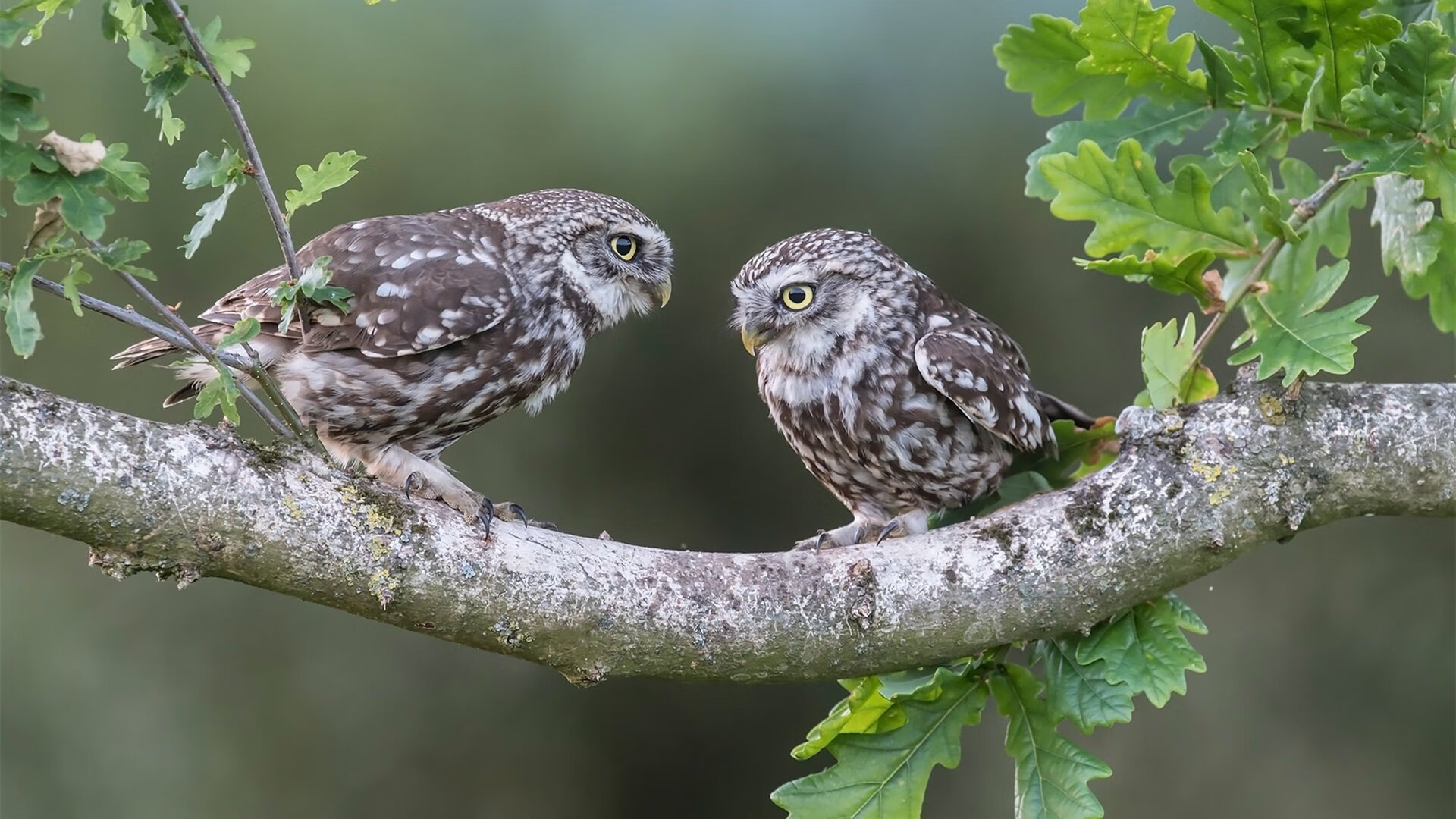 _瑞典博览会草地公开赛：冰雪之国的网球激情_，瑞典比赛