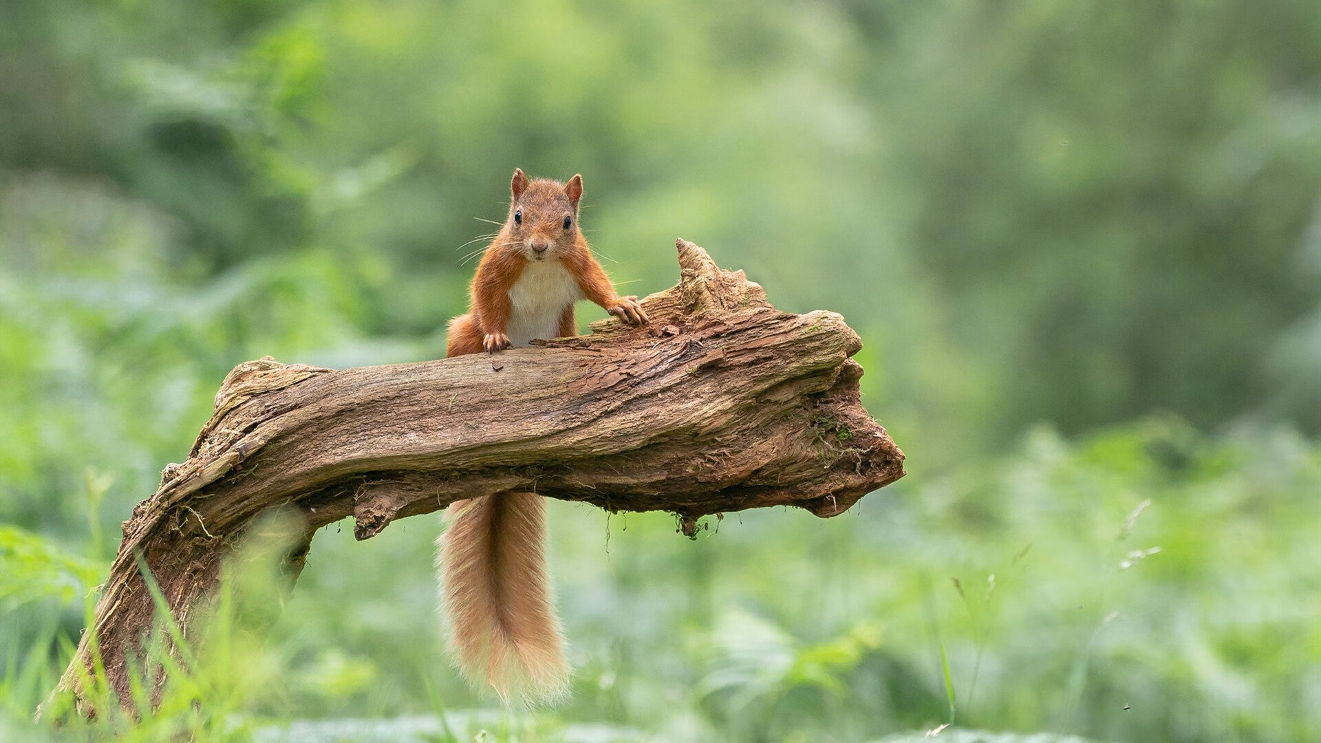 _电动滑板比赛：城市速度新宠_，电动滑板2021新规