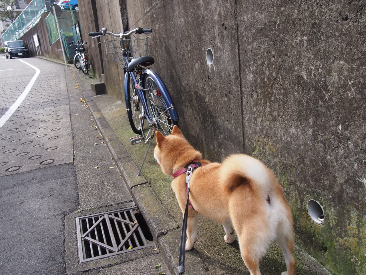 _电子竞技世界冠军赛：虚拟战场的王者归来_，电子竞技比赛现场
