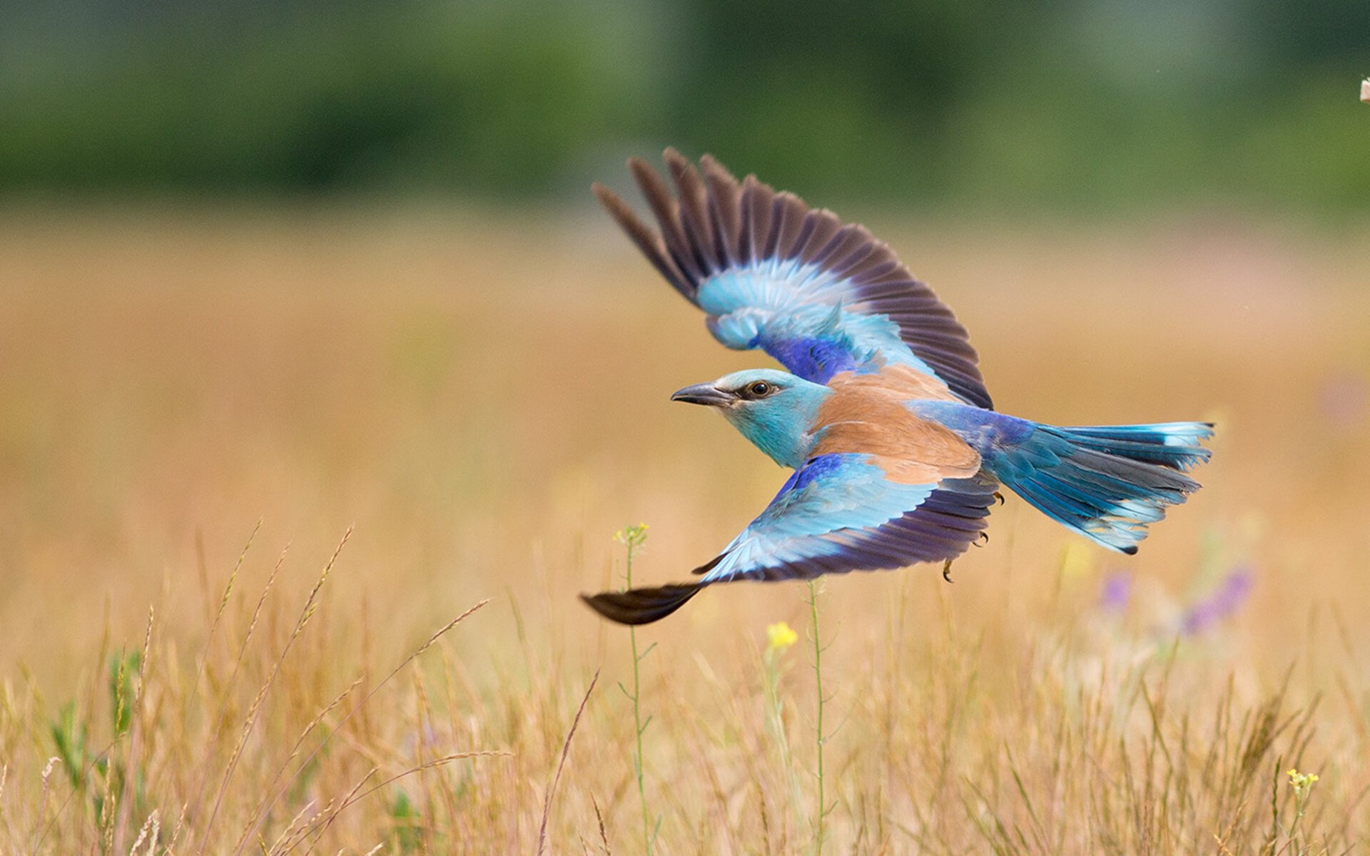 中国篮球运动融入国家文化战略,推动体育强国建设,当前中国篮球运动推进职业化进程的关键