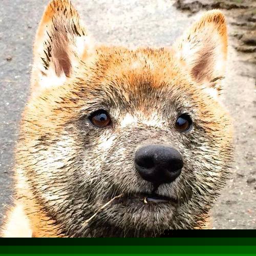 九游app官网下载-南非橄榄球队在世界杯中止步四强，南非橄榄球队在世界杯中止步四强是谁